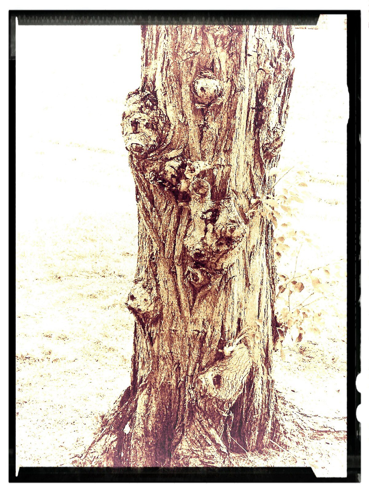 The Tree Of Trapped Animal Souls