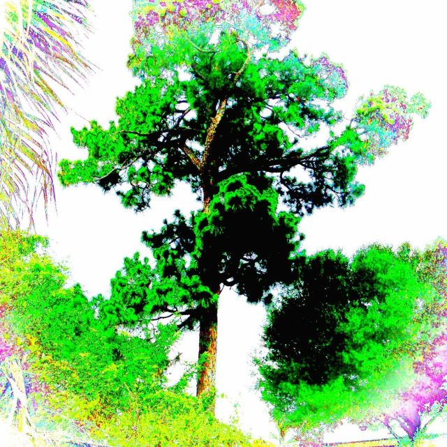 Bright Pine