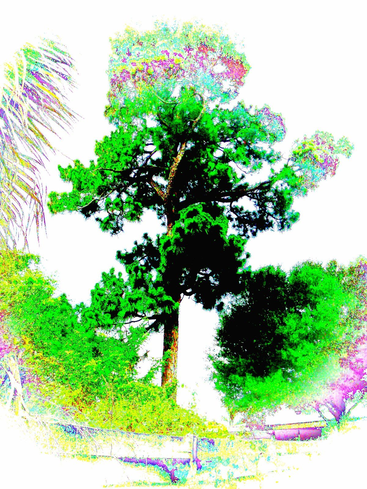 Bright Pine