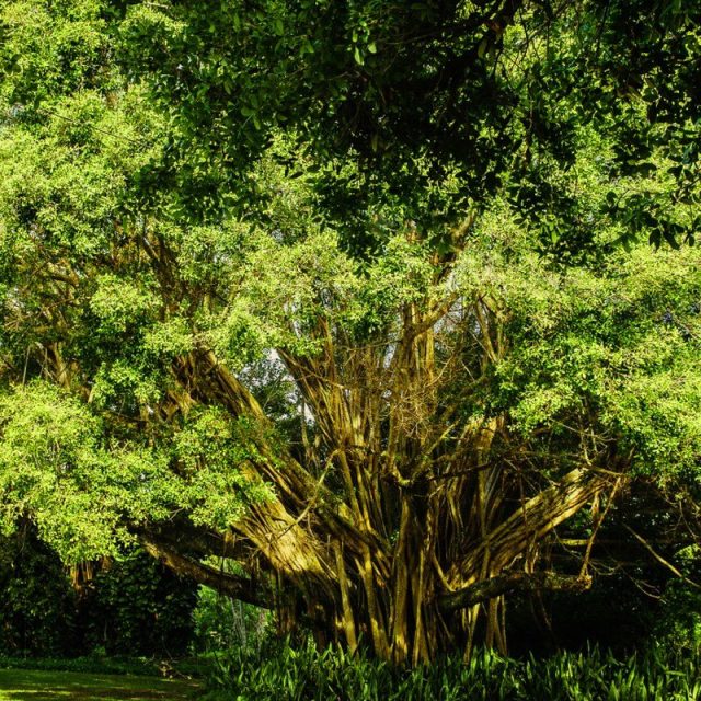 Trees Of Life