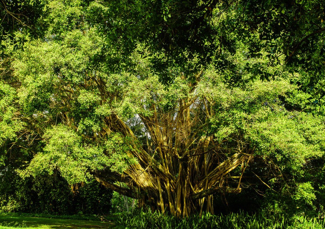 Trees Of Life
