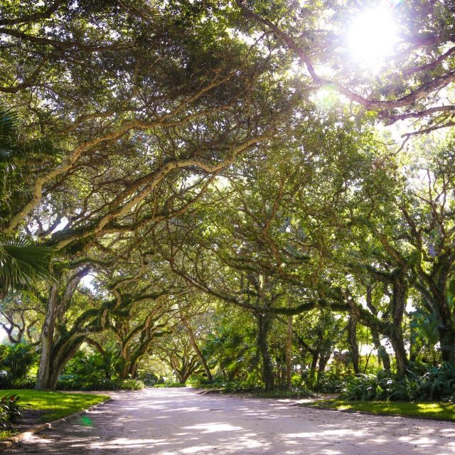 Canopy Road