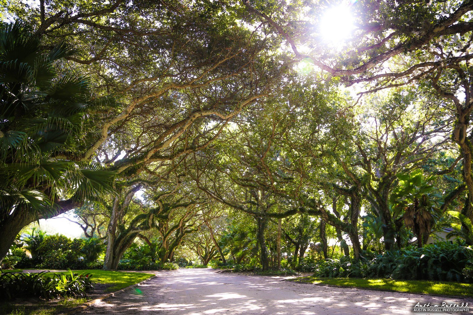 Canopy Road