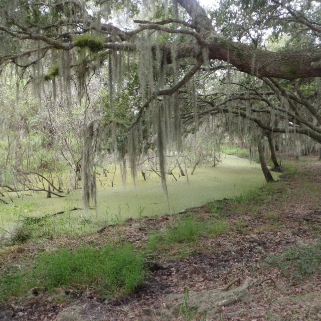 Florida Swamp