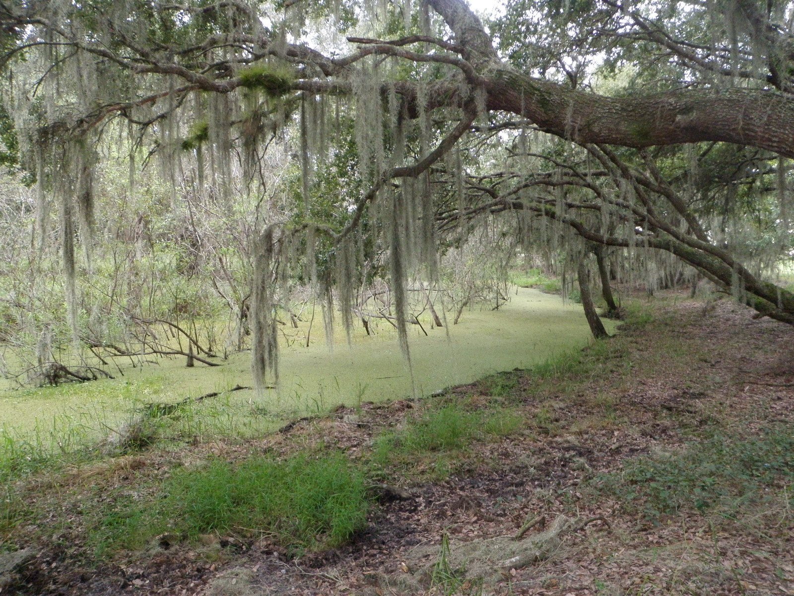 Florida Swamp