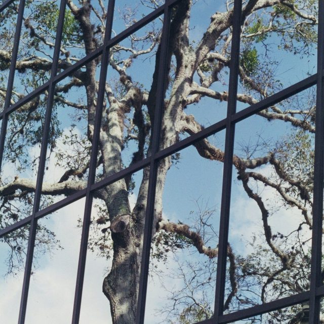 Tree Reflection