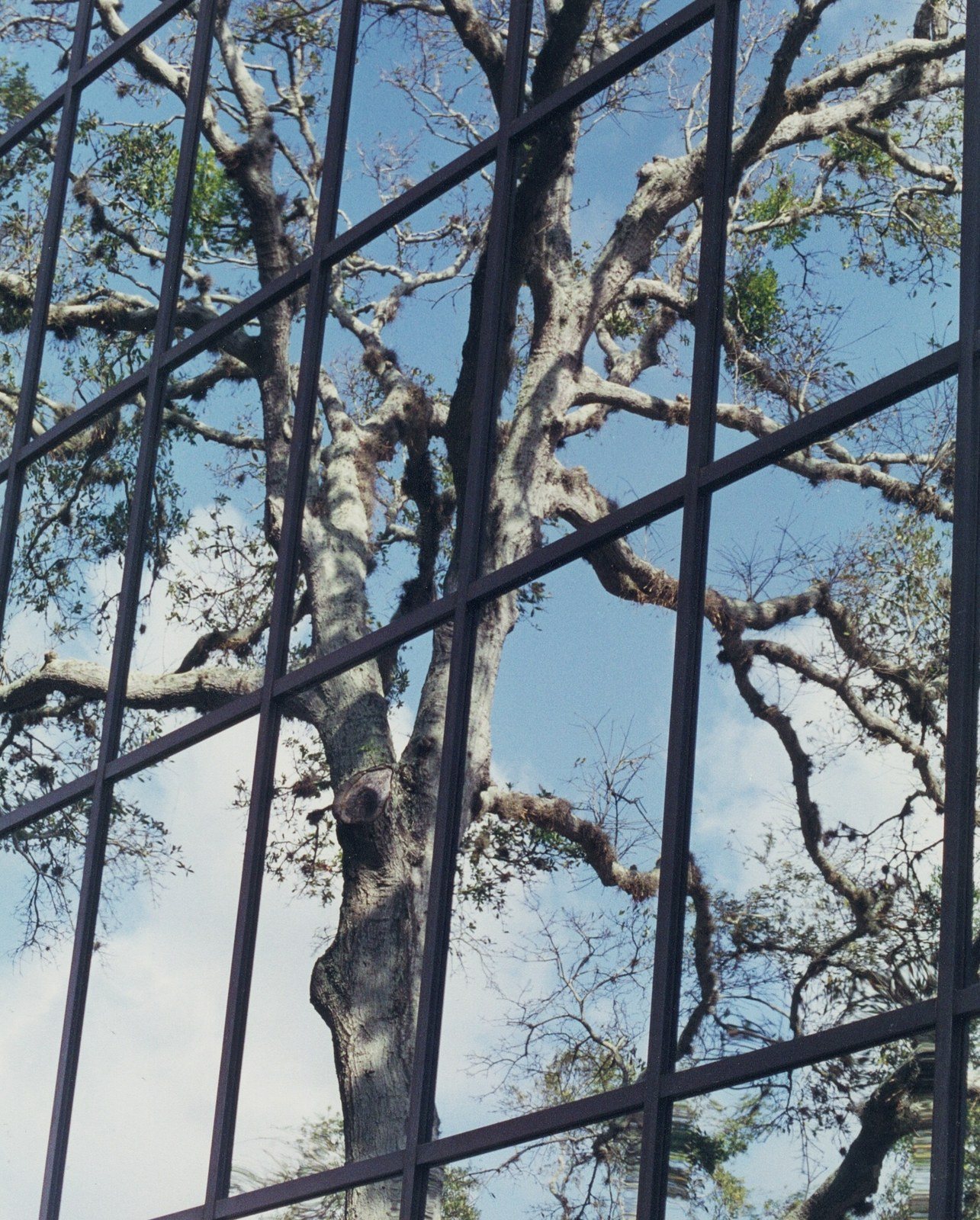 Tree Reflection