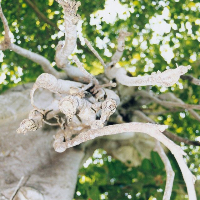 Banyan Tree