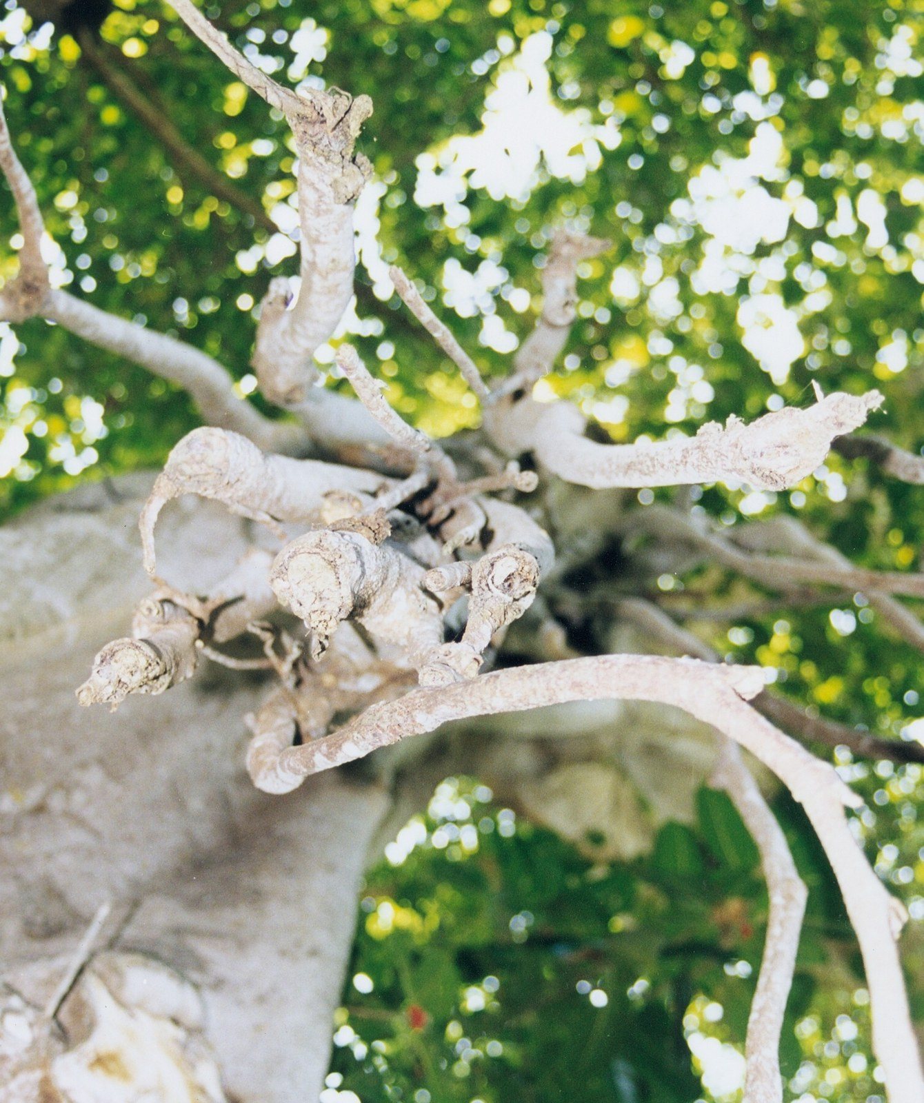 Banyan Tree