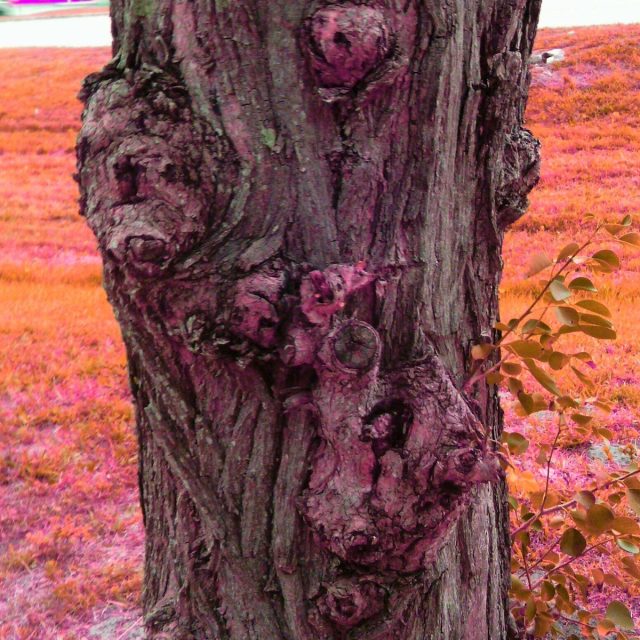 Animal Tree Amazement