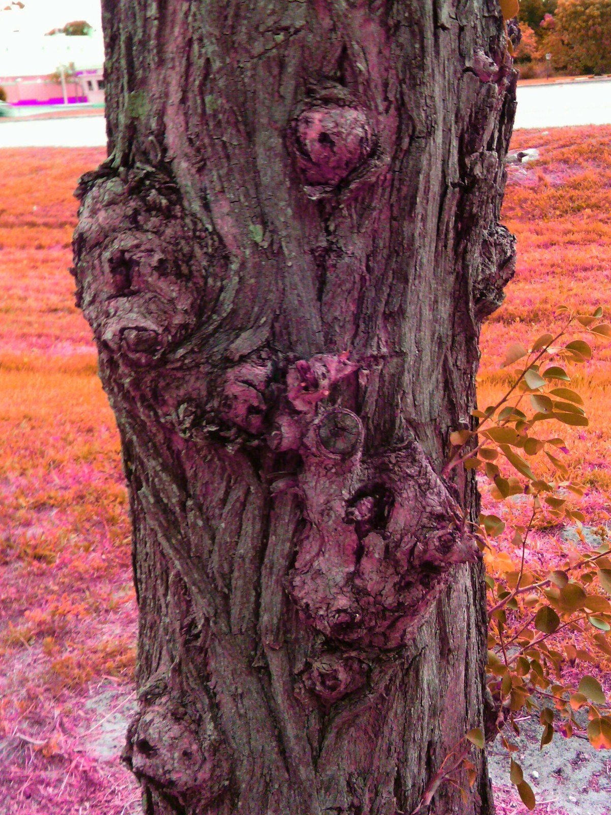 Animal Tree Amazement