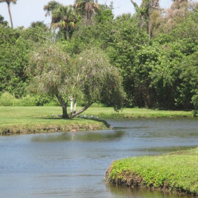 Weeping Willow