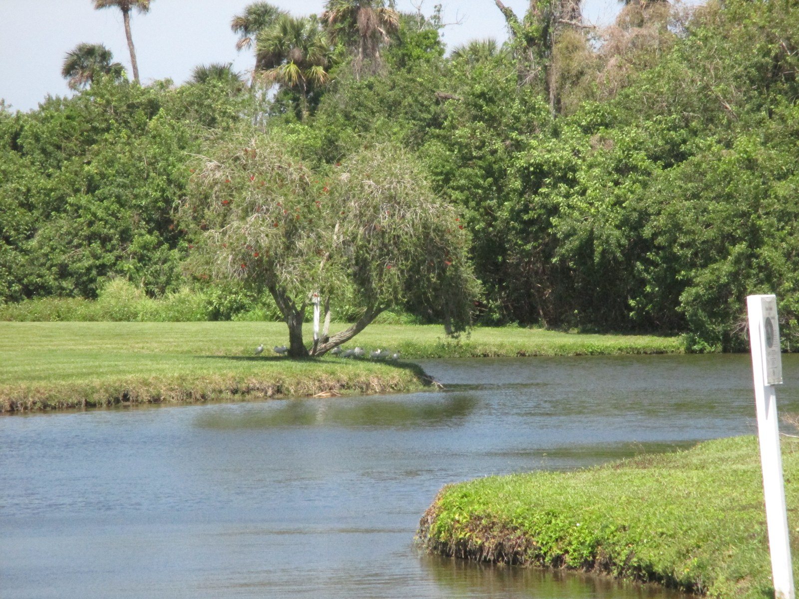 Weeping Willow