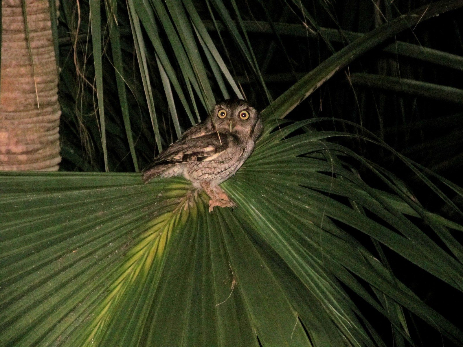 LIFE In A TREE Is A HOOT