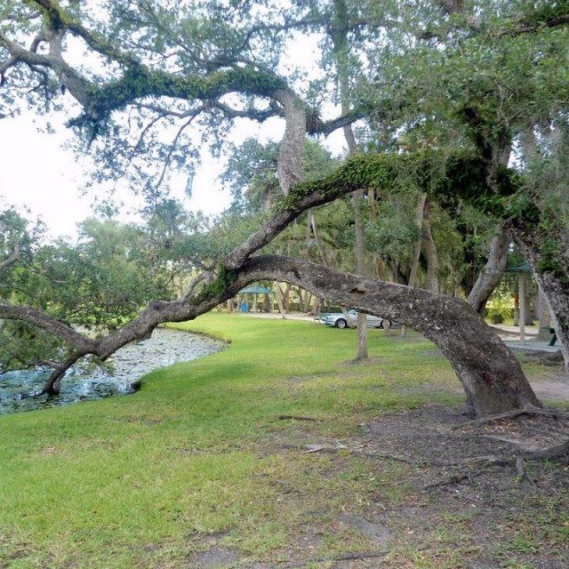Tree To Live