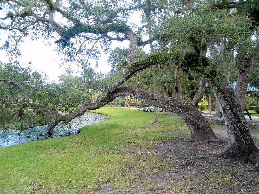 Tree To Live