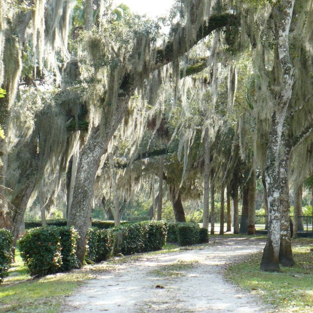 "Seminole Wind"