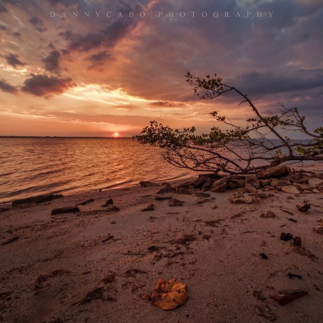 Hutchinson Island Mangrove