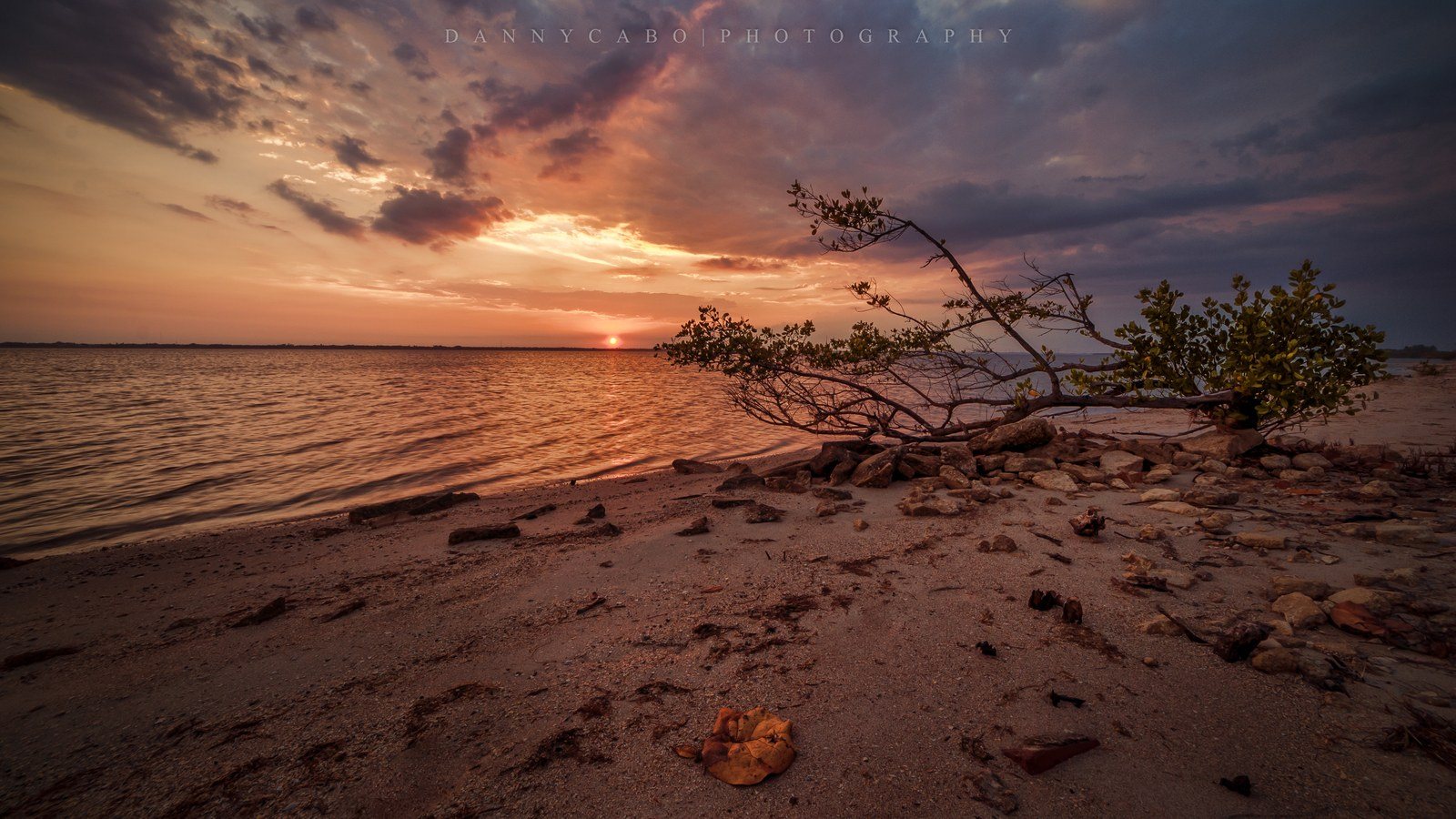 Hutchinson Island Mangrove