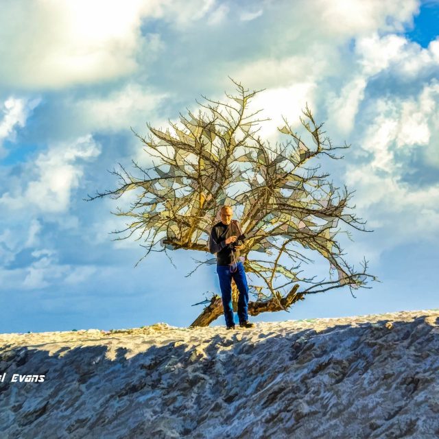Last Tree
