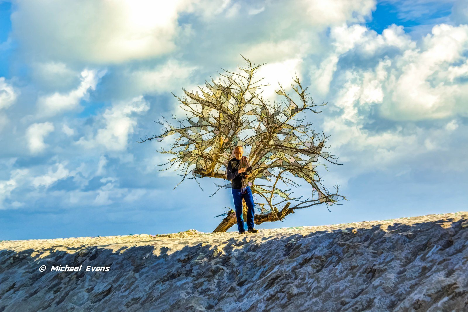 Last Tree