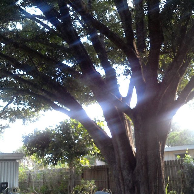 The Grand Oak