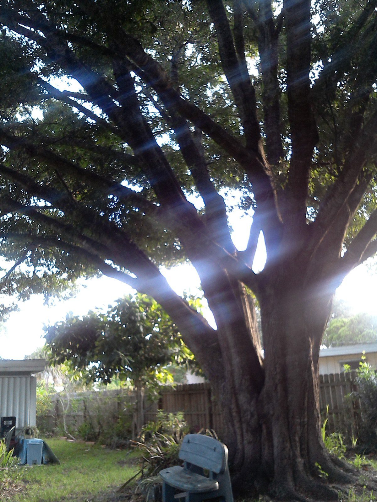 The Grand Oak