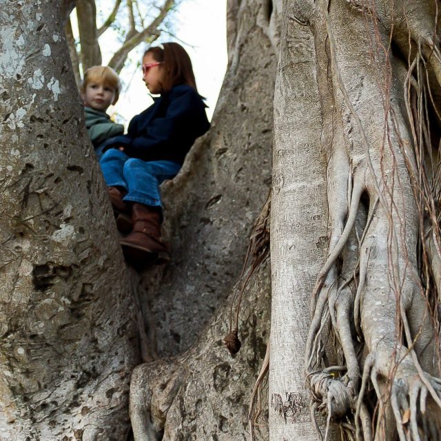 Sharing Secrets In The Banyan Tree