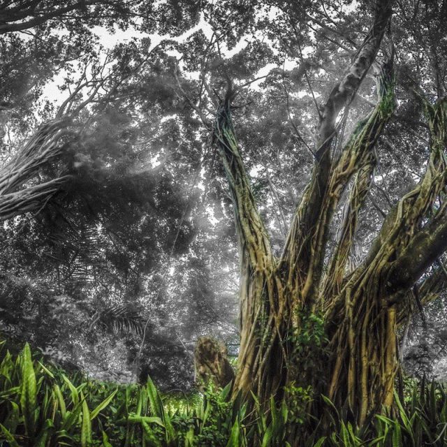 500 Year Old Banyan