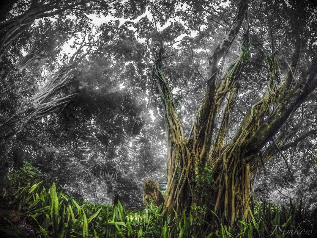 500 Year Old Banyan