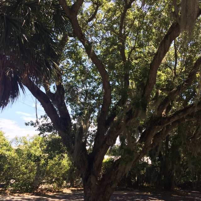 Big Oak Covered With Spanish Moss