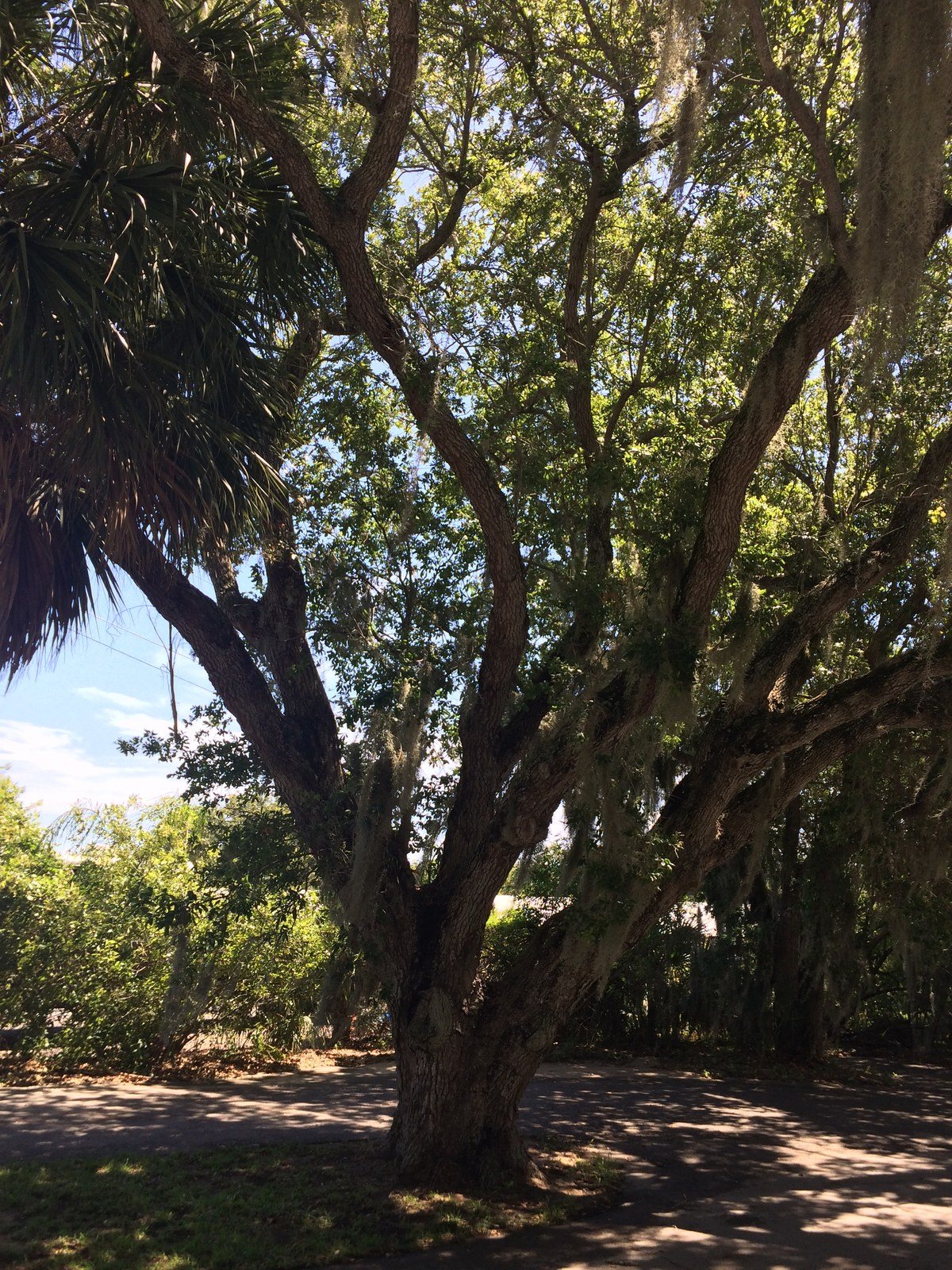 Big Oak Covered With Spanish Moss
