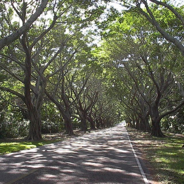 Beautiful Tunnel Of Trees
