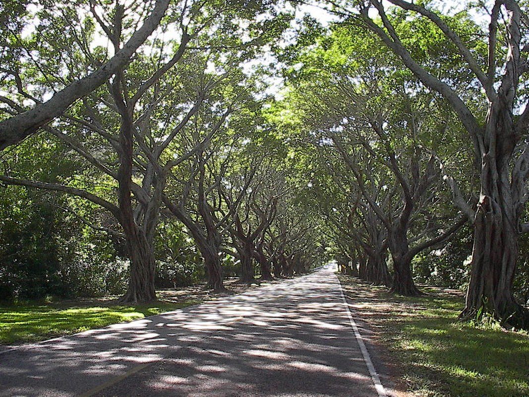 Beautiful Tunnel Of Trees