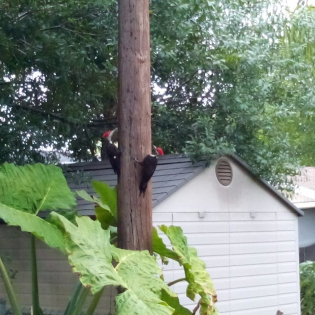Wood Peckers