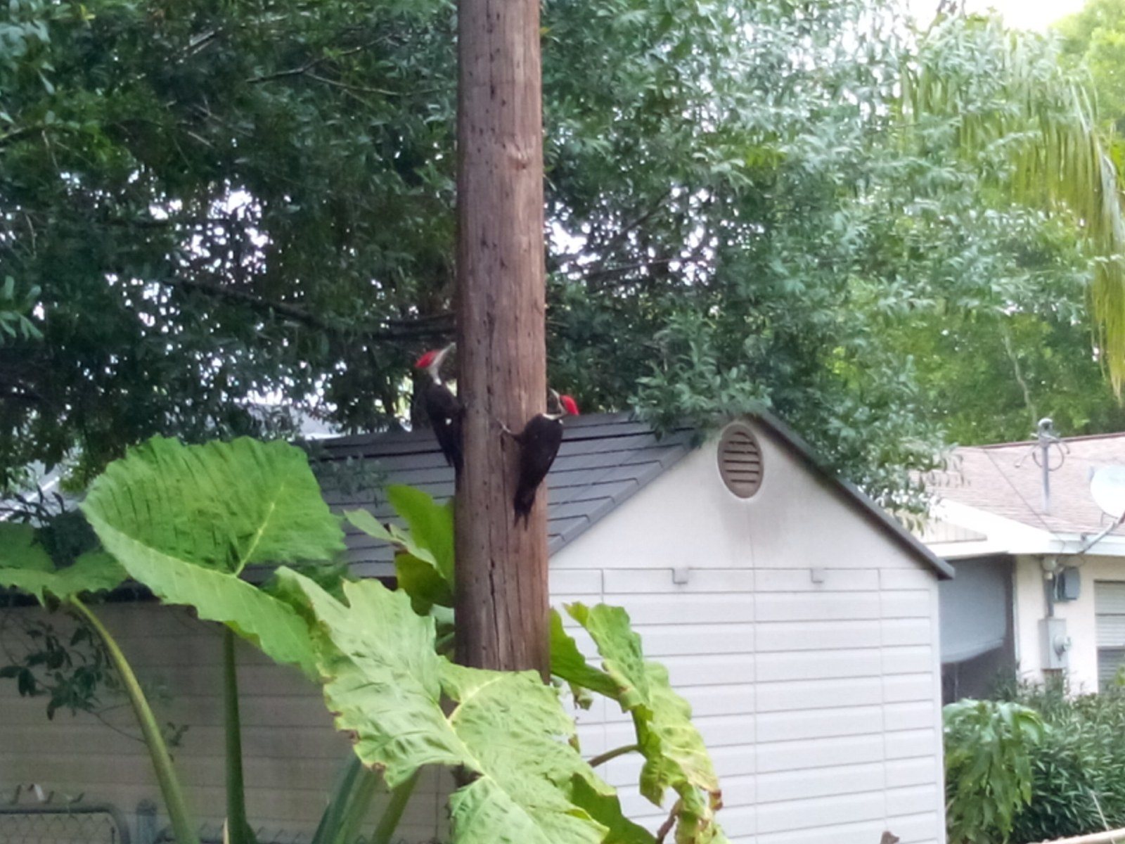 Wood Peckers