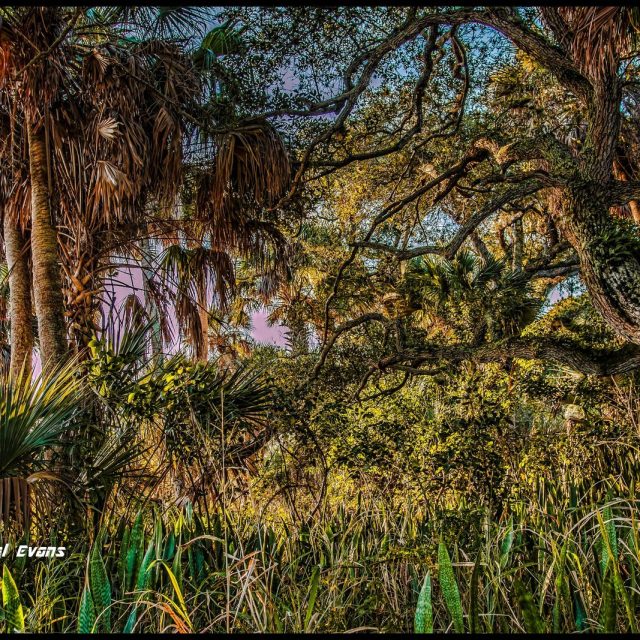 "Coast Line Forest"