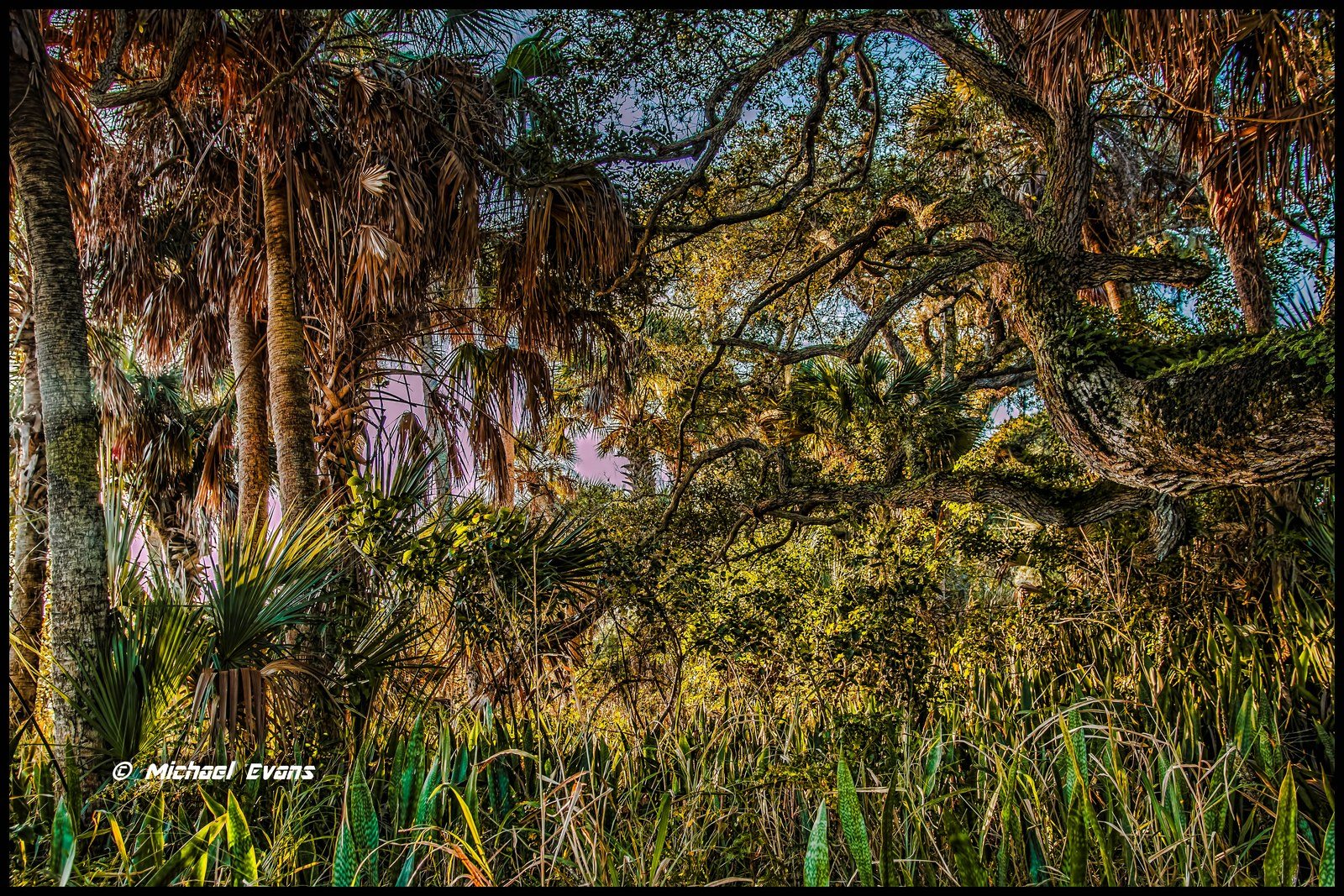 "Coast Line Forest"