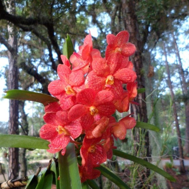 Vanda On Pine Tree