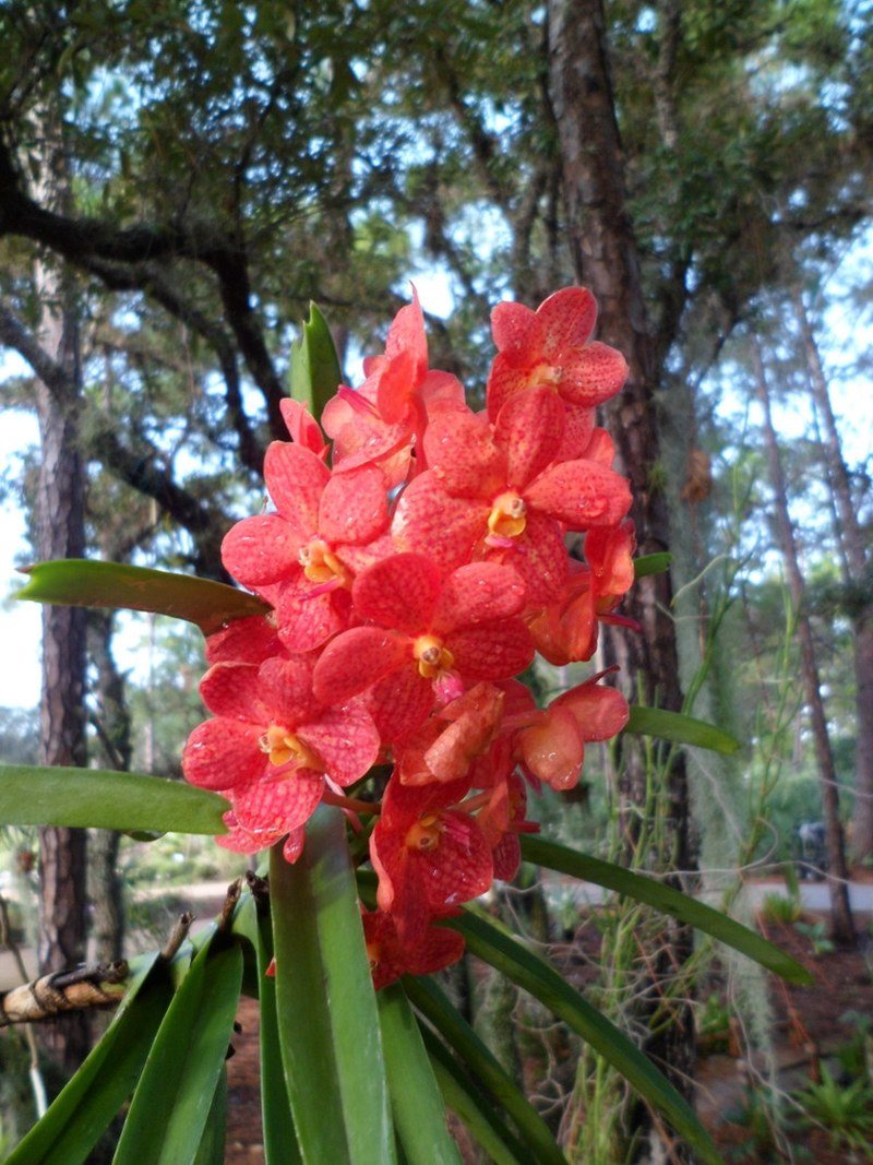 Vanda On Pine Tree