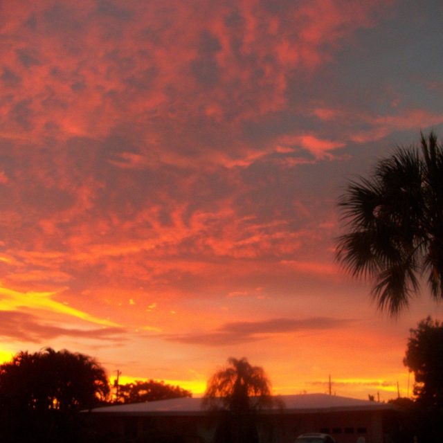 Palms At Sunset