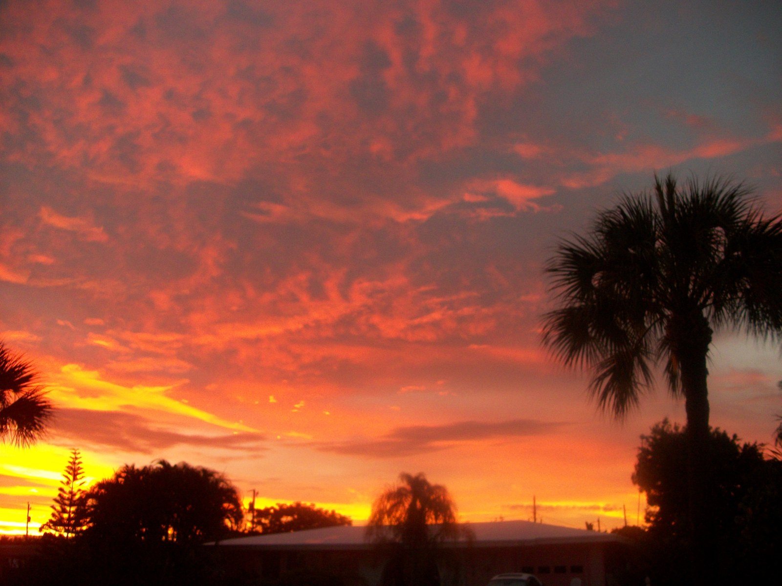 Palms At Sunset