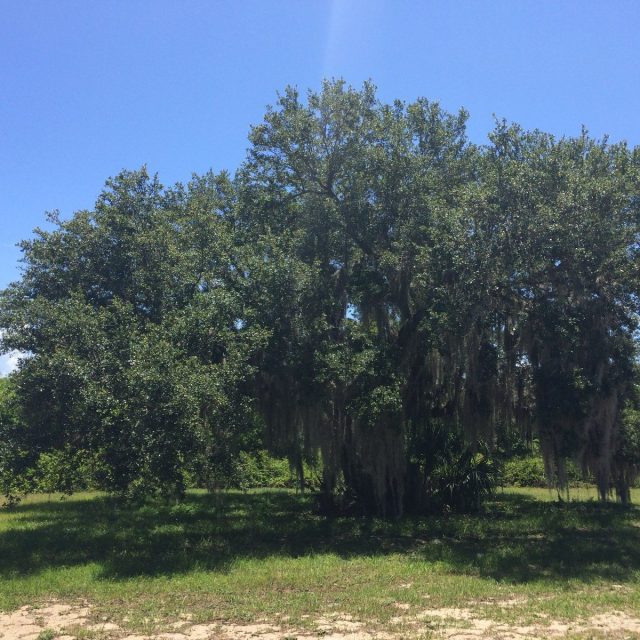 Big Oak By The Tower