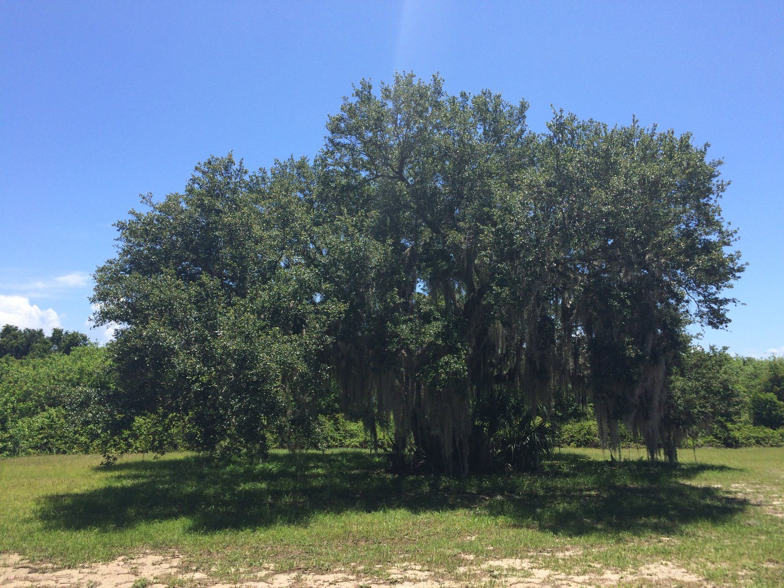 Big Oak By The Tower