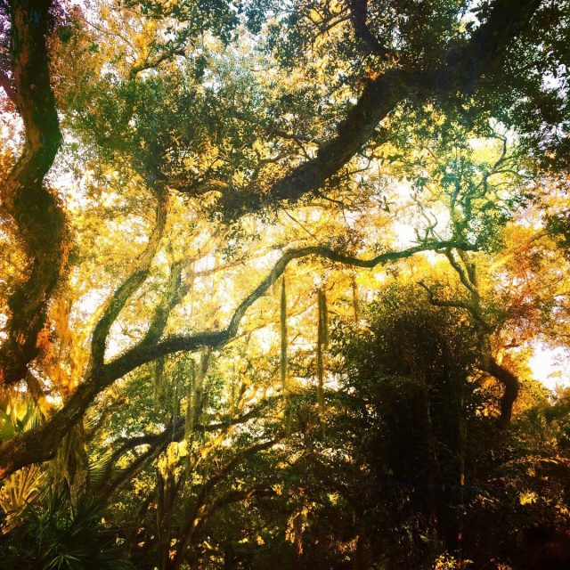 Under A Shady Oak