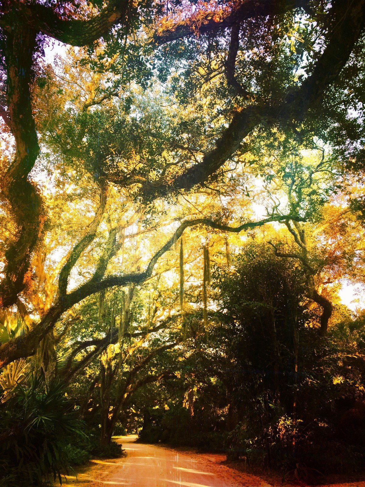 Under A Shady Oak