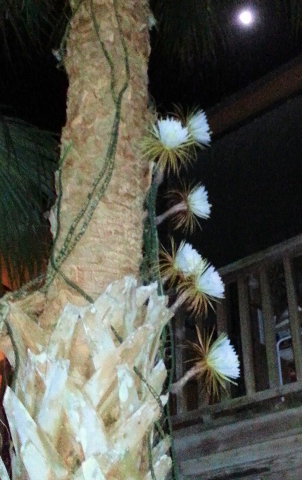 Cereus -ly, The Flowers / The Moon......on My Tree Tonight