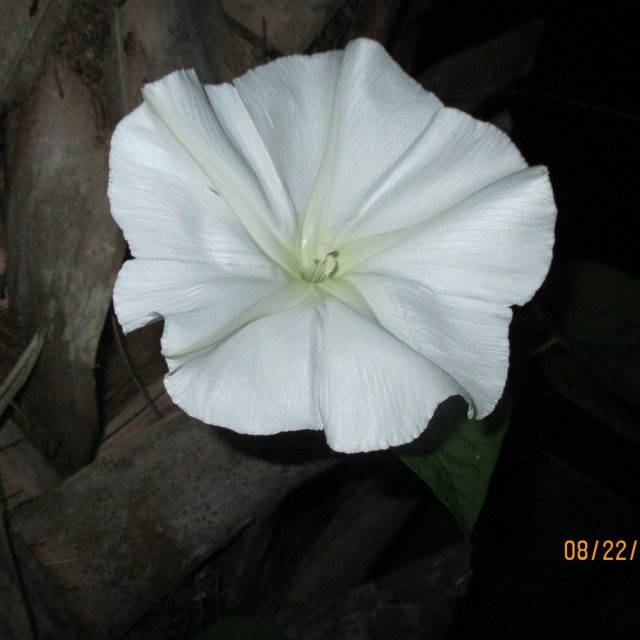 Midnight Beauty