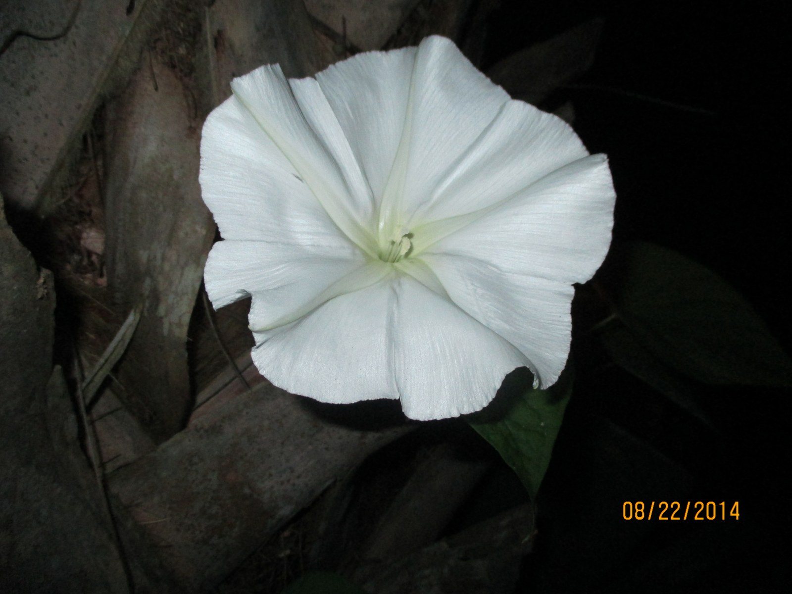 Midnight Beauty