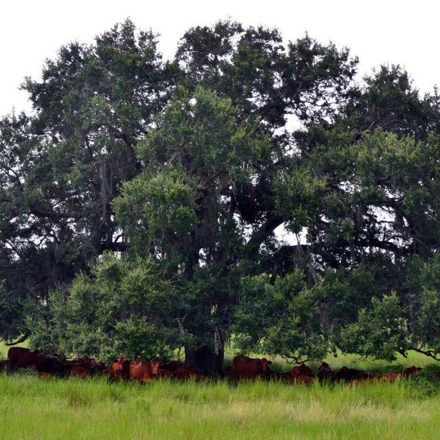 In The Shade Of The Old Oak Tree